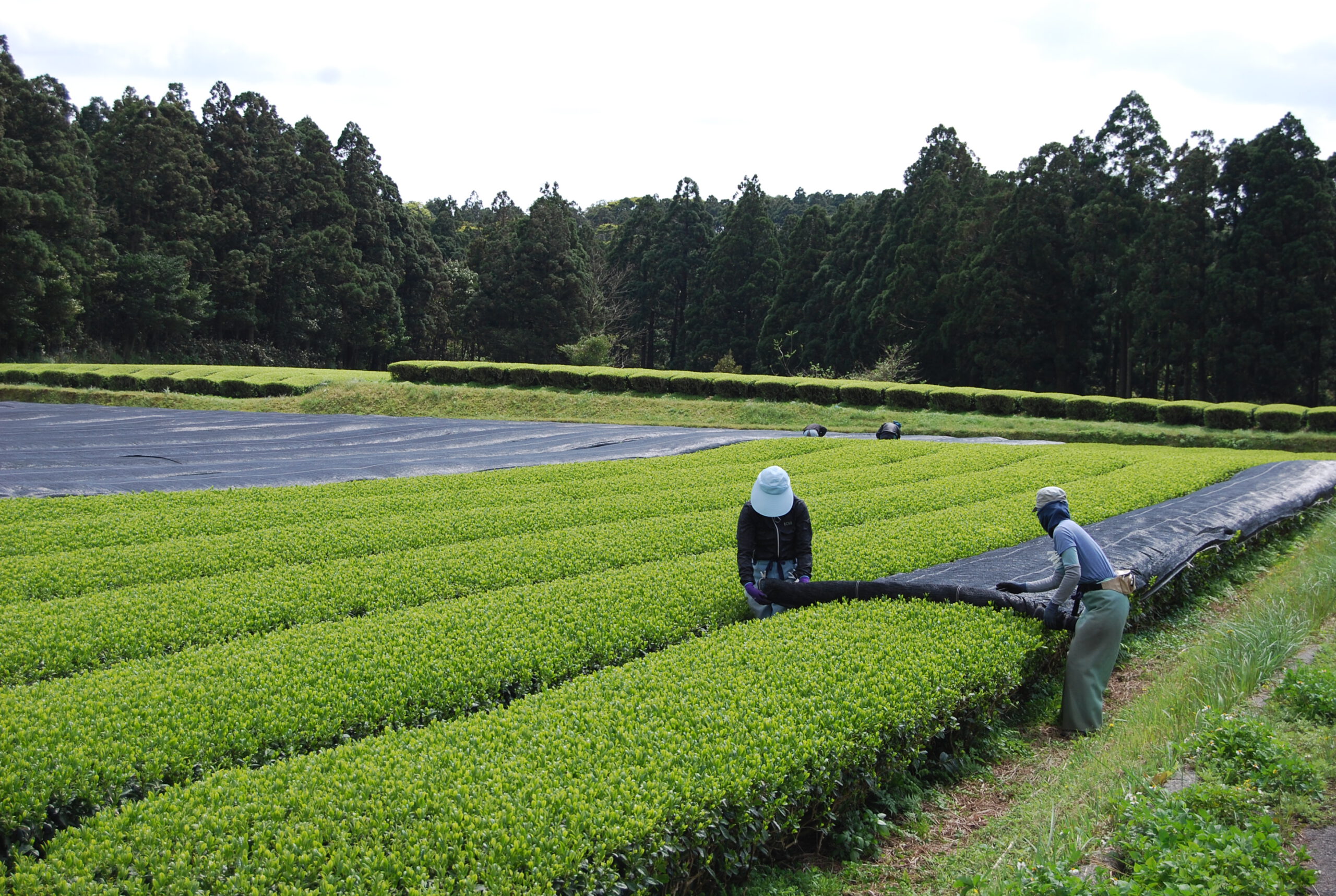 Beschattung der Teebüsche im Teegarten von Mankichi und Keita Watanabe 22.März 2021