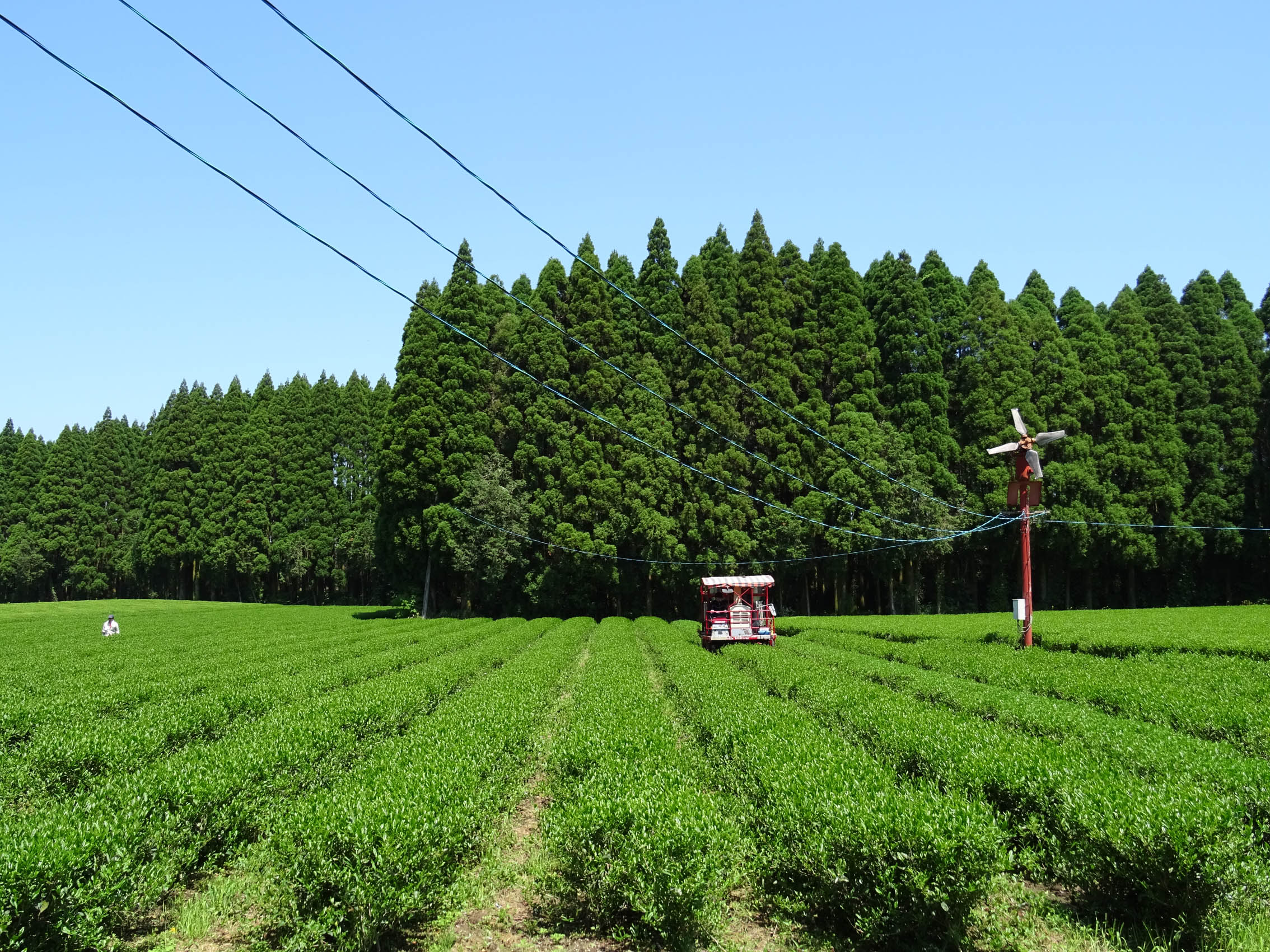Junge Asanoka-Sträucher, Kirishima Teegarten von Shutaro