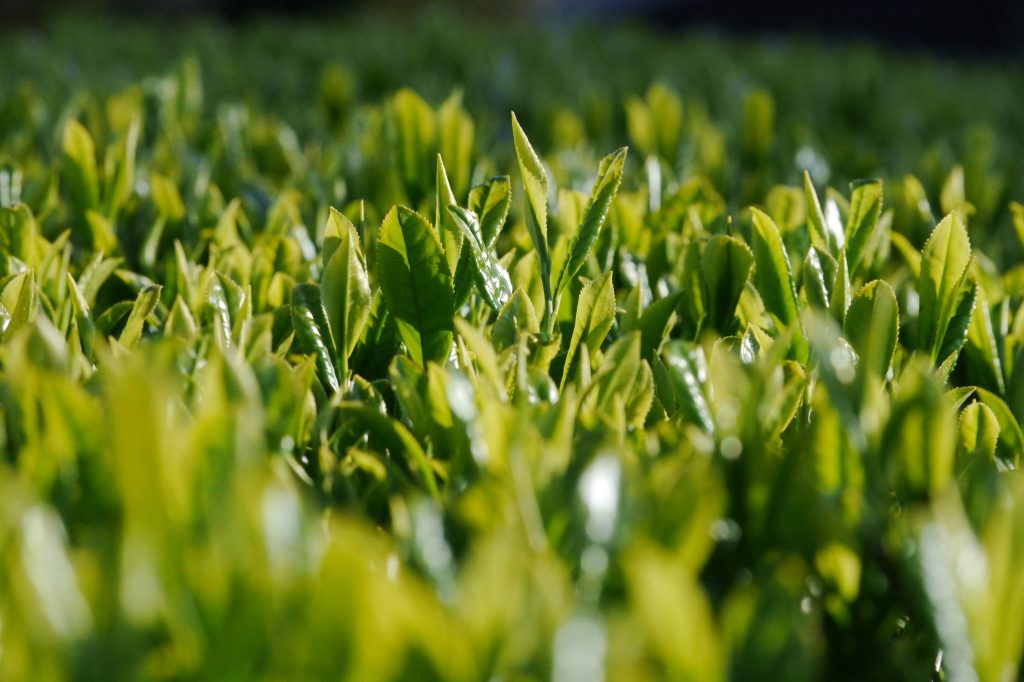 frische Teeblätter im Teegarten von Kimihiko und Iwao Hayashi