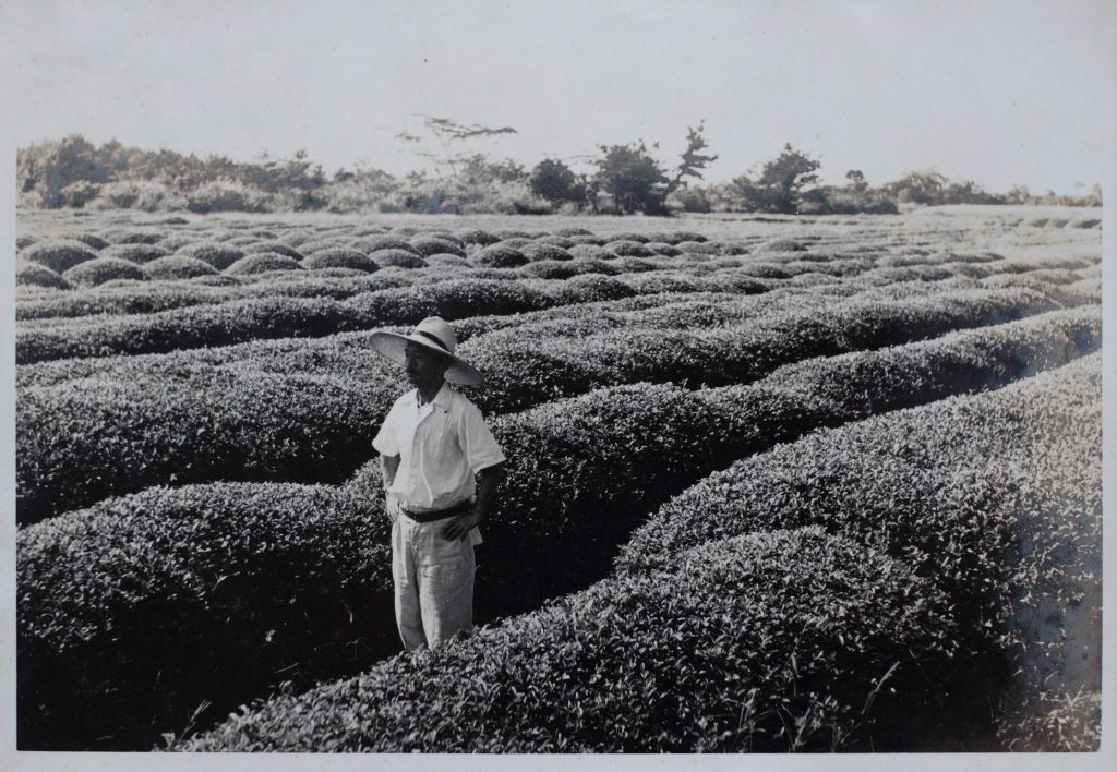 Ein historischer Anblick – Zairai-Teesträucher im Kirishima-Teegarten der Familie Hayashi