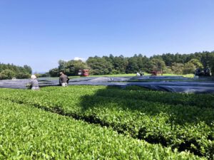 Kabuse in the organic tea garden from Keita Watanabe
