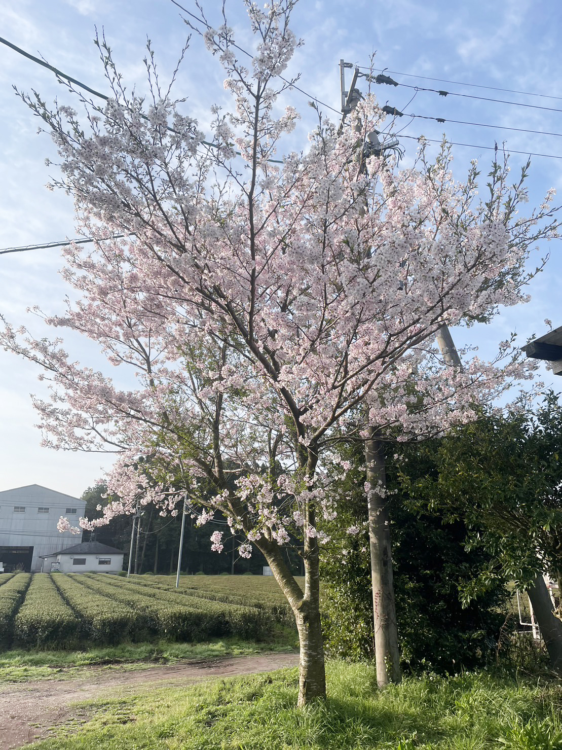 Kirischblüte im Teegarten von Shutaro Hayashi in Kirishima, April 2023