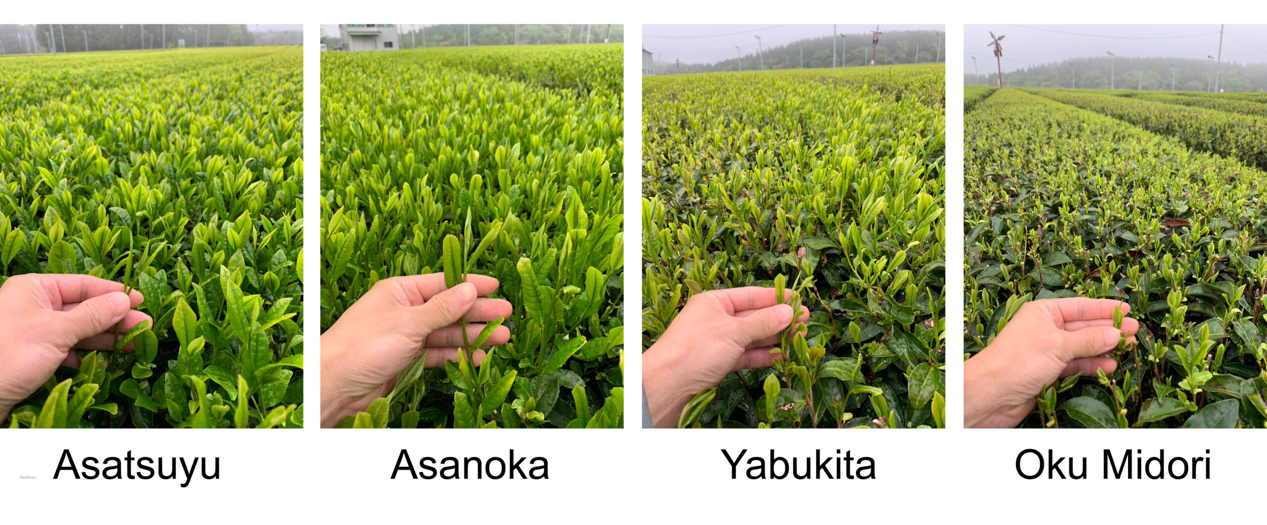 Kirishima: Teestrauchvarietäten in Erntereihenfolge 